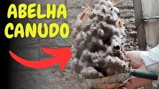 Transferência de ABELHA CANUDO