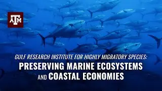 Gulf Research Institute For Highly Migratory Species: Preserving  Fisheries