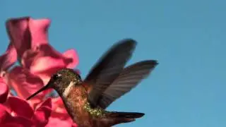 FLIGHT: The Genius of Birds - Hummingbird tongue
