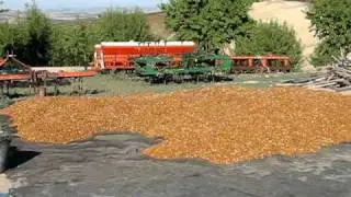 Secado de las almendras