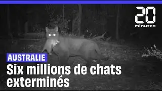 L'Australie va exterminer 6 millions de chats avec des &laquo;&nbsp;robots tueurs&nbsp;&raquo;