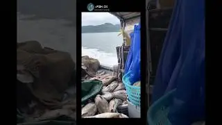 Heading Back with a Boat Full of Umbrina Cirrosa | #fishing #catchingfish