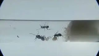 Polyrhachis daemeli shaking the cocoon