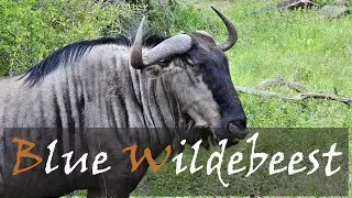 Blue Wildebeest (Connochaetes taurinus) Video & Animal Call | Brindeled Gnu | Stories Of The Kruger