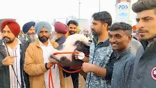 PDFA ਦੇ ਜੇਤੂ #pdfawinner #pdfachampion #pdfamela #pdfaniliravi
