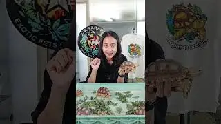 MENGENAL MBD YUKKK         #sulcata #reptiles