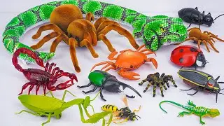 Ultimate ZURU Robo Alive Insects ASMR 🦎 Huge Anaconda, Spider, Worm, Mantis (No Talking)