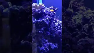2 arrow crabs no fighting