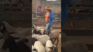 feira de ovelhas em canaf&iacute;stula de Frei Dami&atilde;o. AL
