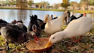 Helping Wild Ducks | Feeding Ducks