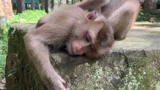 Supper massage monkey easy body monkey #cutevideos #playfulmonkeys #adorablewildlife #babyprimates