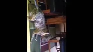 Dog scared of broom