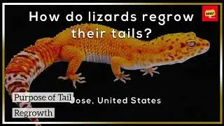 How Do Lizards Regrow Their Tails and Why Is This Useful