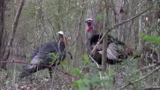 Silent Gobbler. (Pa 2018)