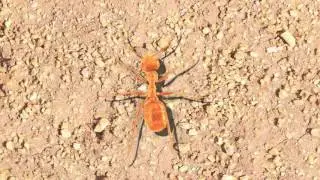 Insecten kolonie Jasper van Diermen