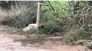 Early in the morning, the bird felt thirsty and came to drink water from the tap.