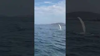 Киты плещется в Баренцево море на Кольском полуострове Карпаты киты видео обзор whales Arctic video