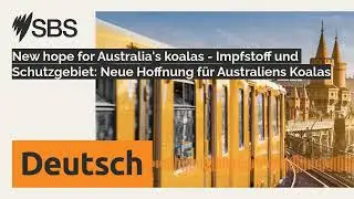 New hope for Australia's koalas - Impfstoff und Schutzgebiet: Neue Hoffnung f&uuml;r Australiens...