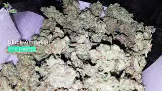 Viewing Entries at Dizzy Duck Coffeeshop Den Haag &bull; Jack Herer Cup Amsterdam 2020