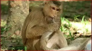 Pigtail monkey Rose Grooming for Duchess monkey by comfort very , Wild Cambo