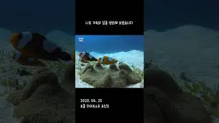2023.04.25 보홀 다이브스루 / 스쿠버 다이빙 / 니모집에 가정방문을 해보았습니다 /