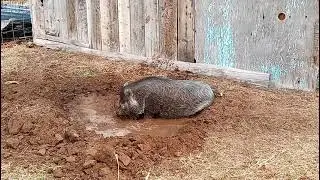 Pigs Rolling In The Mud 🐖