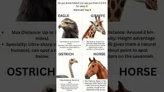 Top 4 Animals with the Best Long-Distance Vision | Eagle, Giraffe, Ostrich, Horse