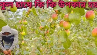 কুল চাষে কি কি উপকার হয়