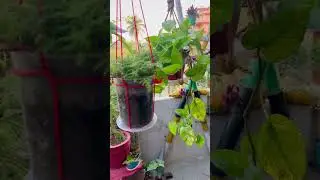 Very low maintenance seven hanging plants ￼￼#shorts #lowmaintenance #plant #gardenvideo #hanging