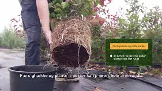 Glansmispel (Photinia) HækplanteShop
