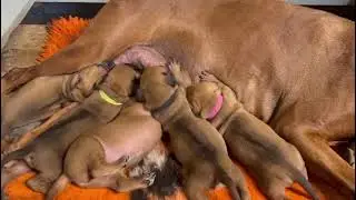 nuove cucciolate