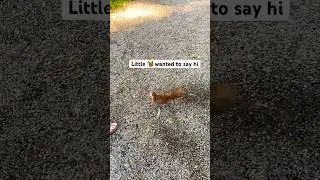🐿️🤍 #nature #vienna #austria #squirrel #wien