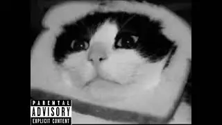 Lucid cat