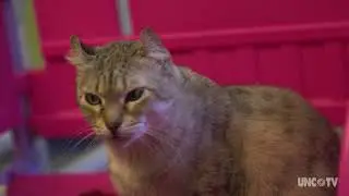 American Museum of the House Cat in Sylva, NC | North Carolina Weekend | UNC-TV