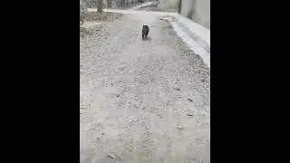 Funny animal videos - Miracle cure for sadness and depression! Best videos of 2023!