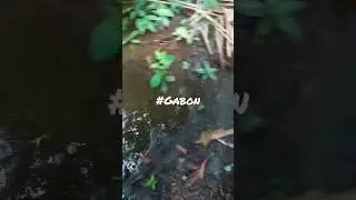 In the Deep Forest of Gabon 🇬🇦 #gabon #deepforest #jungle #nature