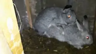Sezon de monta la iepuri!!
