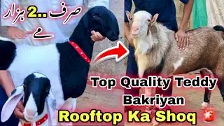 Rooftop Par Karachi Ka Shoqeen Ka Shoq ❤️ | Mandi Se Sasta Bakra For Qurbani 2026 | Bakra Mandi 