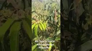 4th year of Ultra High Density Mango Plantation