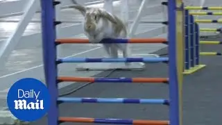 Meet the show jumping rabbits taking Harrogate by storm - Daily Mail