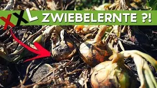 XXL Zwiebelernte ?! 3 Anbaumethoden im Vergleich | Zwiebeln und die Hitzeperiode