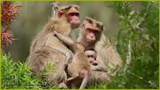 குரங்கு | Bonnet Macaque