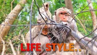 Monkey Daily Life #monkey