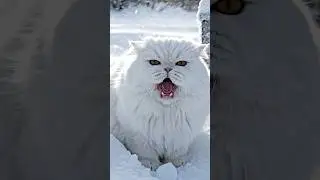 cat in winter ☃️❄️#cats #cold #weather #ice