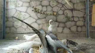 Cocktails Morning Routine #birdhousepak (1)