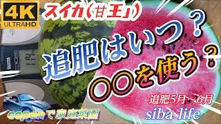 【4k 🍉追肥はいつ？、○○を使う？。】甘い 美味しい 簡単、5月～6月🍉家庭菜園 育て方 です。手間の掛からない育て方は是非！。 2025.5.11 siba life