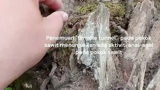 Insect Sampling Techniques, Visual Symptoms (Simptom Serangan)