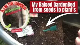 Raised Bed Gardening: From Soil to Seedling