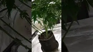 Mr. Stanky. Skunk # 1&times; Hindu Kush 🦨