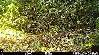Camera Trap Video 074 / Cameroon Cusimanse